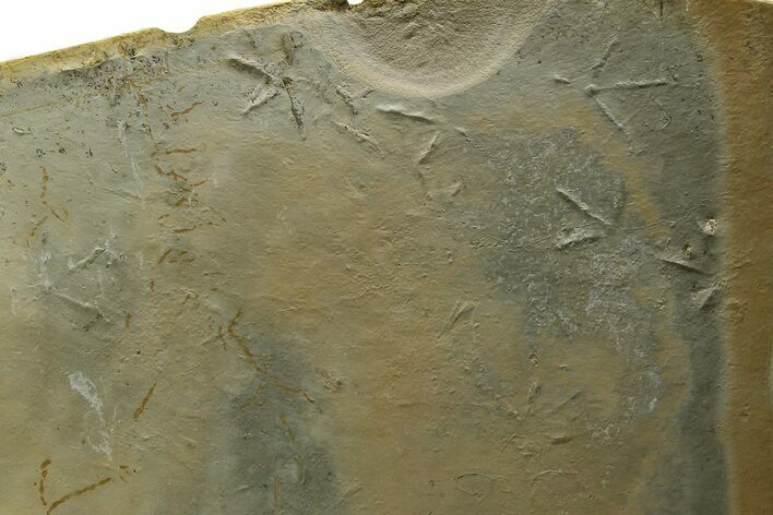 Fossil Bird (Avipeda) Track Plate - Green River Formation, Utah #352253